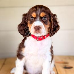 Red, Girl 1 - Liver white and tan female English Springer Spaniel puppy in Lake City, Fl, Florida from Spradley Springers & GSP's