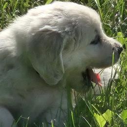 Golden Retriever puppies from Fiddle In Gold Retrievers