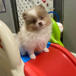 Pomeranian Puppies from My Star Pomeranian’s