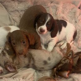 Australian Shepherds, Dachshunds, and Poodles from Jillian's Pups