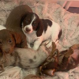 Australian Shepherds, Dachshunds, and Poodles from Jillian's Pups
