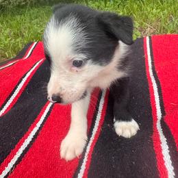 Leia - Black and white female Border Collie puppy in Winnsboro, Texas from Pecan Grove Pups