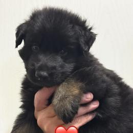 Elvira - Bi-color female German Shepherd puppy in Anderson, South Carolina from StaFra German Shepherd Dogs