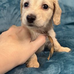 Nyra - Cream female Dachshund puppy in Memphis, Tennessee from River City Doxies