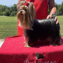Spice - Yorkshire Terrier