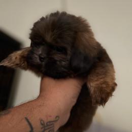 Luis - Brindle male Shih Tzu puppy in Apple Valley, California from Garcia_shihtzu