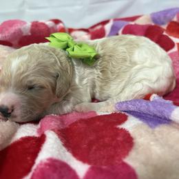 Honey - Parti female Poodle puppy in Conway, Arkansas from Arkansas River Poodles