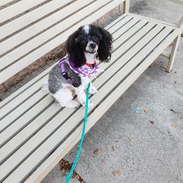 Poodle All Grown Up from M & M Poodles