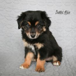 Australian Shepherd, Miniature American Shepherd, Miniature Australian Shepherd, and Toy Australian Shepherd Puppies from Painted Blue Aussies