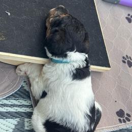 Puppy 4 Male - White black and tan male Wire Fox Terrier puppy in Kannapolis, North Carolina from What the Fox - Wire Fox Terriers
