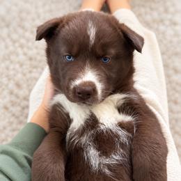 Catrionna - Red and white female Siberian Husky puppy in Oakwood, Ohio from Moonlight Siberian Huskies