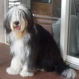Bearded Collies from Conley's