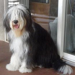 Bearded Collies from Conley's