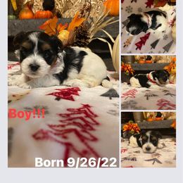 Biewer Terrier Puppies from Southern Star Biewers