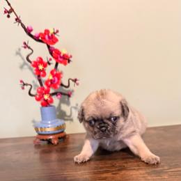 Breeze - Cream male Pug puppy in Smiths Station, Alabama from Magnolia Pugs