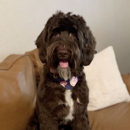 Rigby - Australian Labradoodle