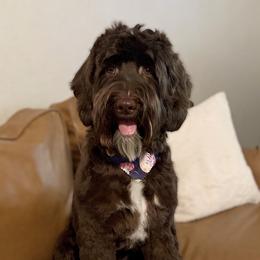 Rigby - Australian Labradoodle