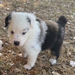 ZERO - Blue merle male Miniature Australian Shepherd puppy in Bartow, Florida from Peace Creek Aussies