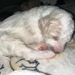 Luke - Cream male Poodle puppy in Prosperity, Pennsylvania from Stelladoodles & Company