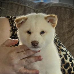 Moo - Cream male Shiba Inu puppy in Gladewater, Texas from Mirage Siberians