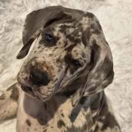 Great Dane Puppies from Big Tex K9 Konnection