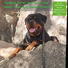 Vinnie - Rottweiler