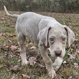 GG - Silver female Great Dane puppy in Biscoe, North Carolina from Clouser's Bodacious Danes