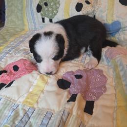 Tough - Black and white female Border Collie puppy in Gaffney, South Carolina from On the Lamb