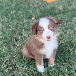 JJ - Red tri male Miniature Australian Shepherd puppy in Azle, Texas from Weston Family Farms
