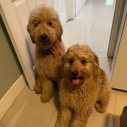 Bernedoodles, Double Doodles, and Goldendoodles from Florida Doodles