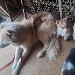 Enzo Ferrari - Red and white male Siberian Husky puppy in Lancaster, California from The Huskies Sanctuary