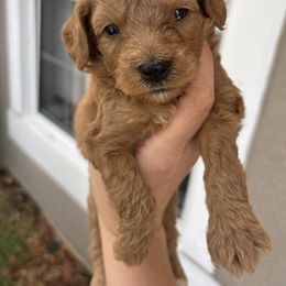 Ruby - Red phantom female Aussiedoodle puppy in Weeki Wachee, Florida from Pawprint Dreams Boarding and Kennel