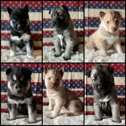 Siberian Husky puppies from Haven of Free Spirits