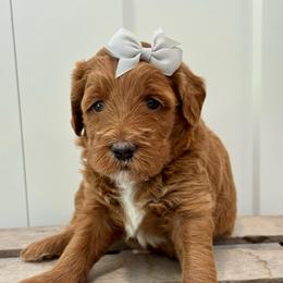 Gray - Red  female Goldendoodle puppy in Hesperia, Michigan from Red Acres Poodles & Doodles