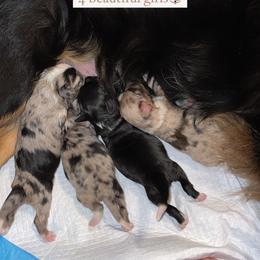 Miniature Australian Shepherd Puppies from Mini Pups of Poppleton