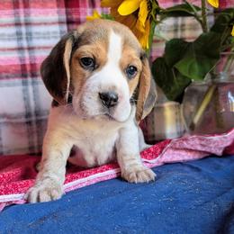 Rover - Black tan and white male Beagle puppy in Colville, Washington from Rosehaven Homestead
