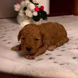 Little Precious Geneva - Red  female Poodle puppy in Davie, Florida from Dave Poodles