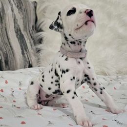 Girl 1 - White and black Dalmatian puppy in Adamstown, Maryland from Sprinkled with Hearts Dalmatians