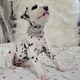 Girl 1 - White and black Dalmatian puppy in Adamstown, Maryland from Sprinkled with Hearts Dalmatians