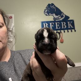 Pink - Brindle female Boxer puppy in Ekron, Kentucky from Best Friends Euro Boxers (BFEBK)