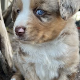 Bo - Red tri male Miniature Australian Shepherd puppy in Brookshire, Texas from P's Aussies