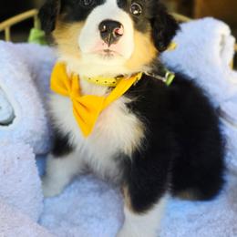 Yellow - Black tri female Miniature American Shepherd puppy in Georgetown, California from Foothill Aussies