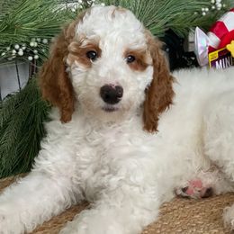 Potato Chip - Parti Goldendoodle puppy in Palmdale, California from GoldenPaws Doodles