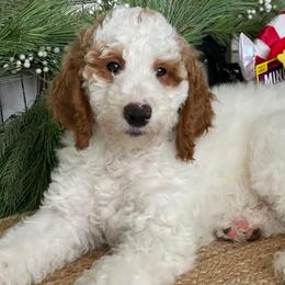Potato Chip - Parti Goldendoodle puppy in Palmdale, California from GoldenPaws Doodles