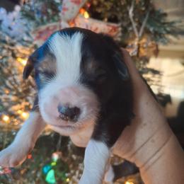 Oliver - Black tri male Miniature Australian Shepherd puppy in Copperas Cove, Texas from Aussies Acre