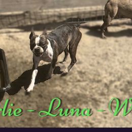 Luna - Boston Terrier