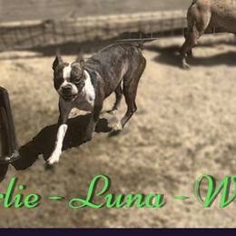 Luna - Boston Terrier