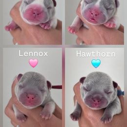 French Bulldog Puppies from Namaste Frenchies
