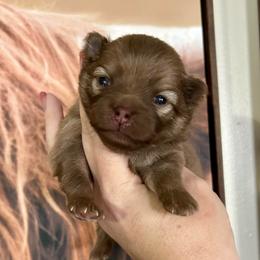 Bentley - Chocolate sable male Pomeranian puppy in Inola, Oklahoma from My Bella’s Pomeranians