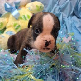 Boy 1 - Brindle male Boxer puppy in Pikeville, Kentucky from Boxers of Whispered Wishes
